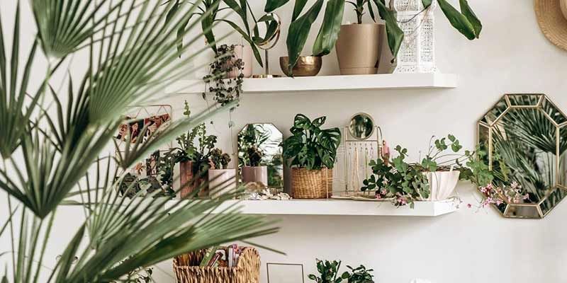 10 Plants for Home To Keep Air Fresh and Clean